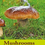 Wright J Mushrooms River Cottage Handbook No 01 2007